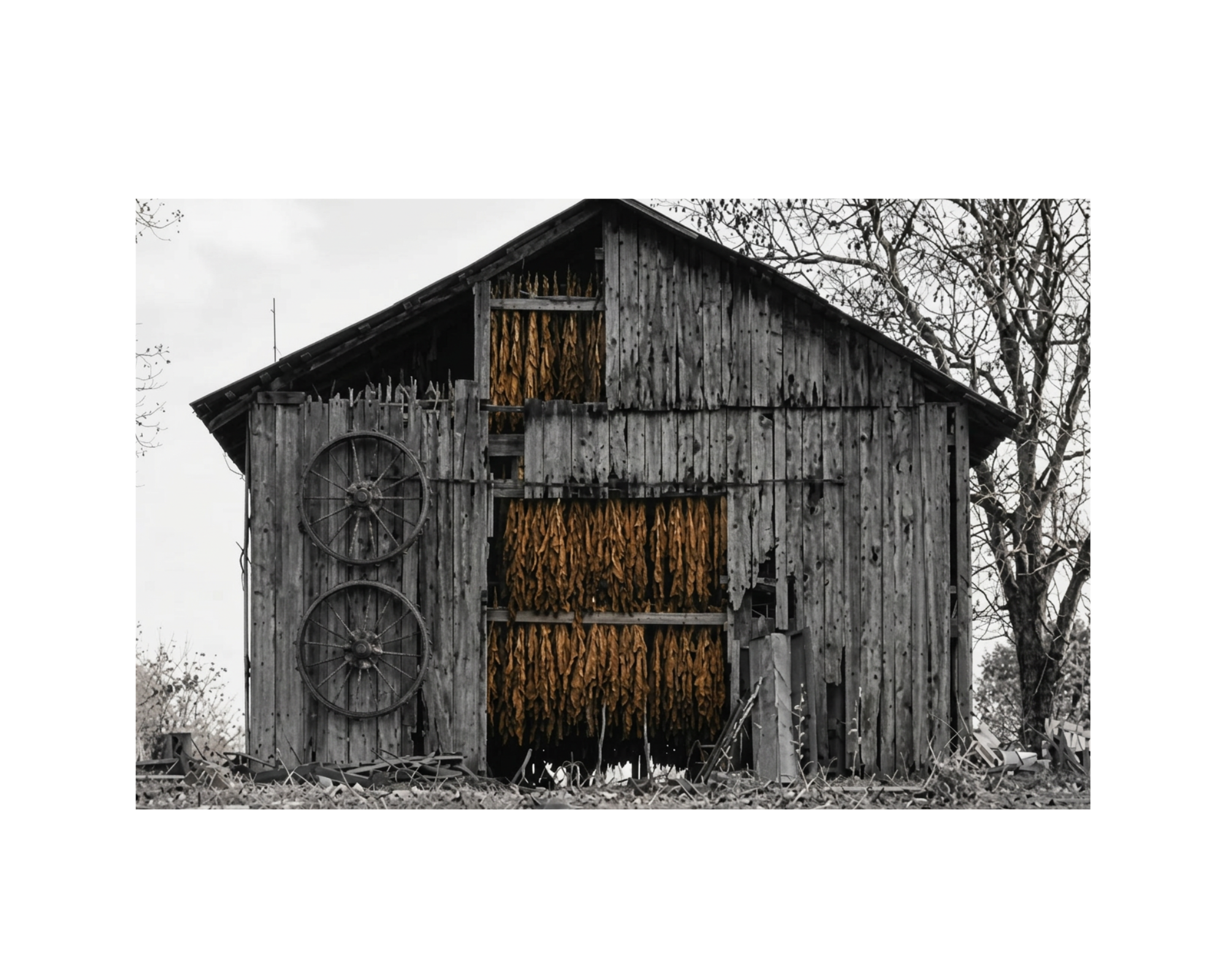 Tobacco Barn #2 Satin Poster — Vintage Country Wall Art (210gsm)